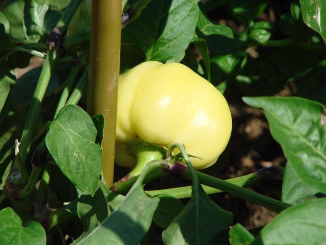 paprika